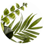 Vensyl_-_Homeostatine